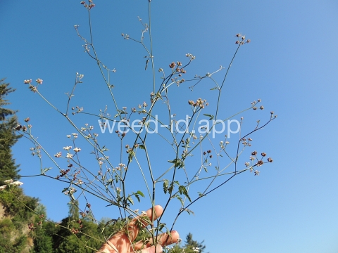 hedge-parsley